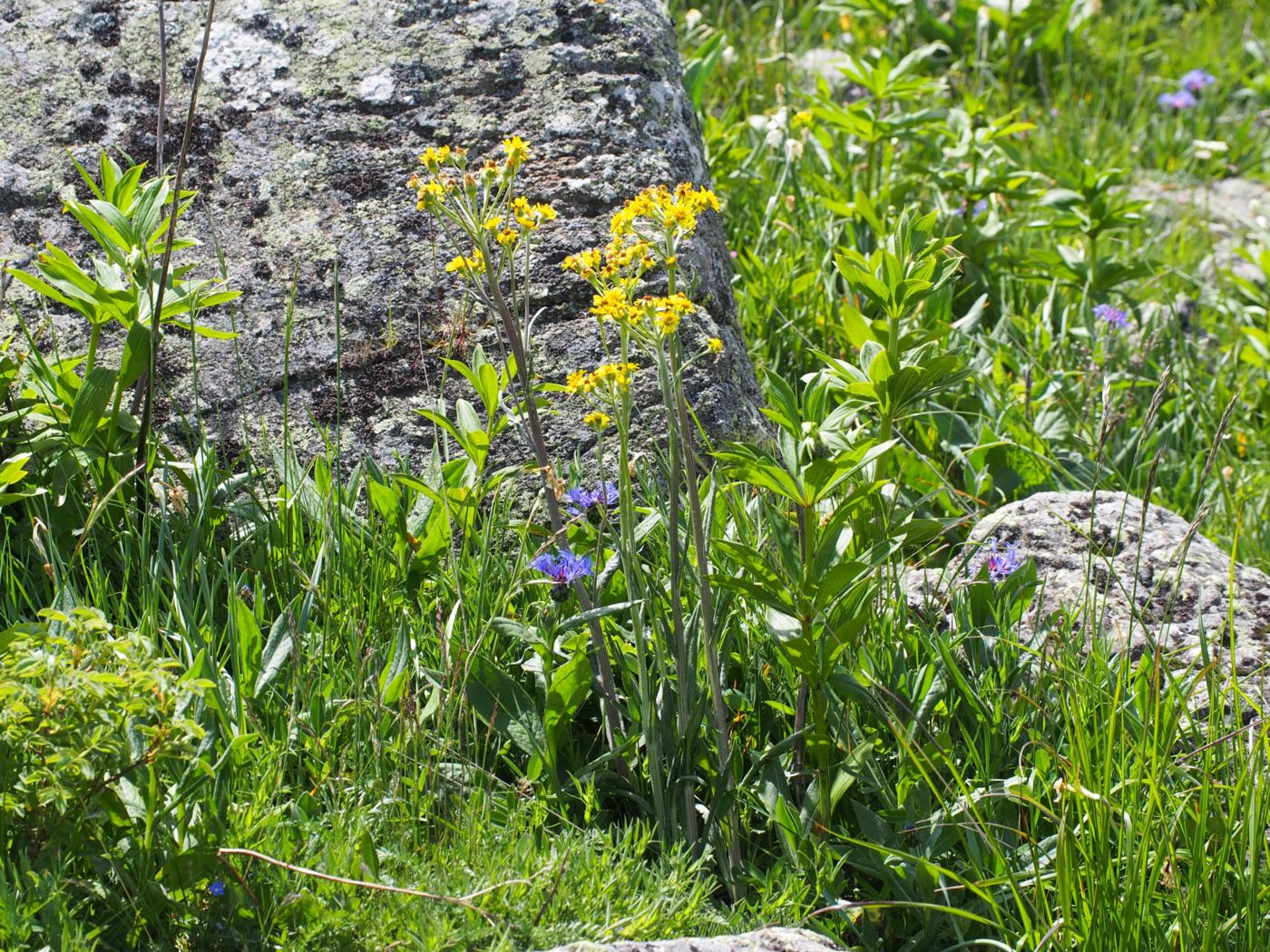 Ragwort, [Greek] plant